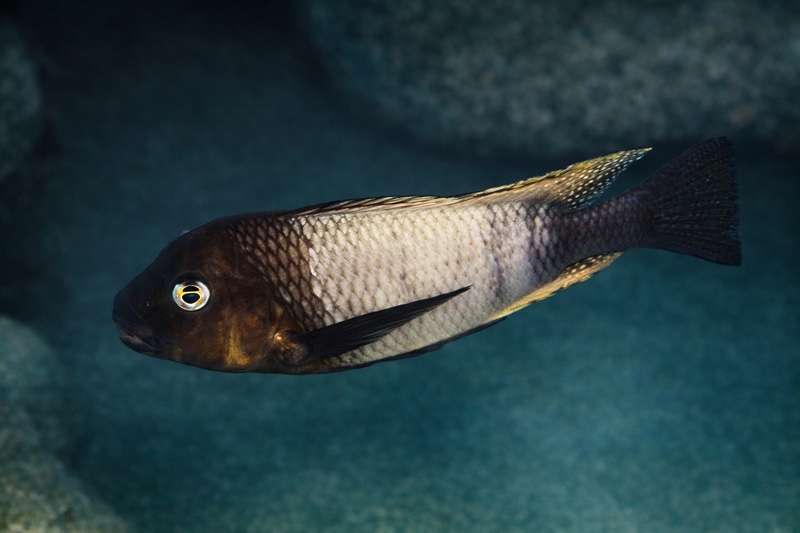 Petrochromis famula 'Kapampa'